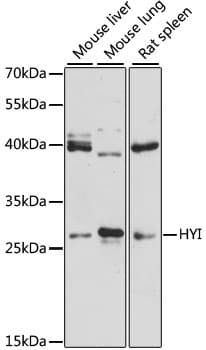 Polyclonal Rabbit anti-Human HT036 / HYI Antibody (WB)