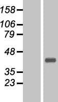 CGREF1 Protein (Over-Expression Lysate Myc-DDK (Flag))