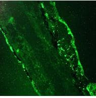 IHC-plus™ ACTB / Beta Actin Antibody (clone 4C2)