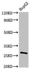 PDF / PLAB Antibody
