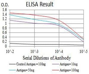 PRKAB2 / AMPK Beta 2 Antibody (clone 8F5B2)