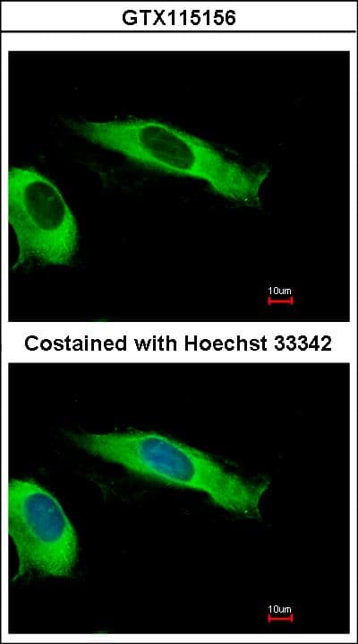 EIF2S2 Antibody