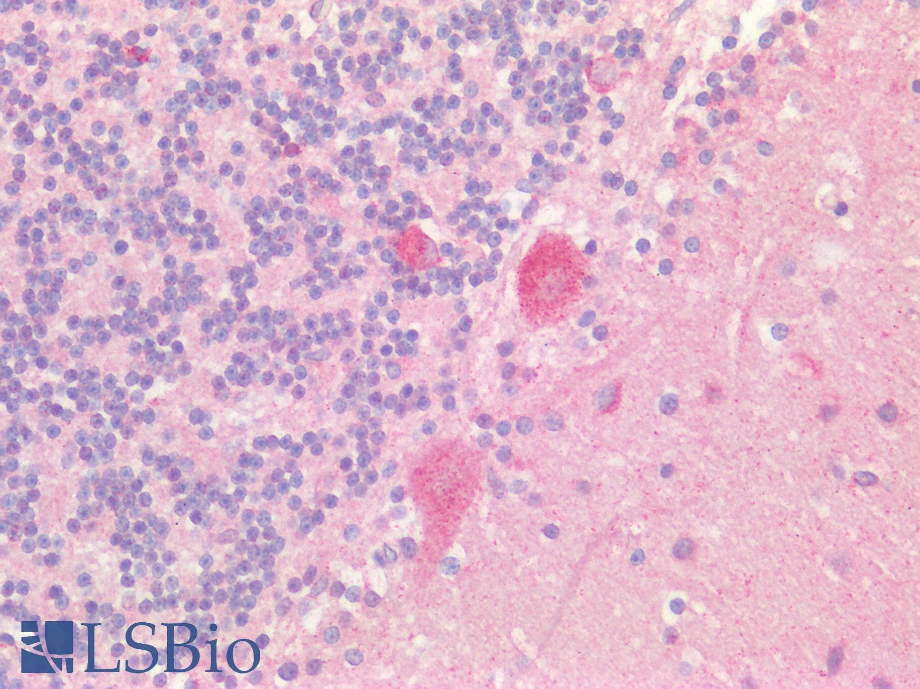 USP30 Antibody (aa141-190)
