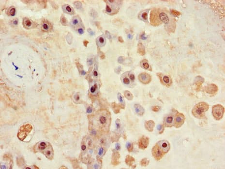 Polyclonal Rabbit anti-Human BHLHB2 / DEC1 Antibody (IHC, IF)