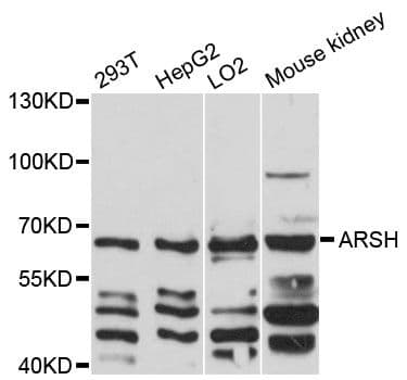 ARSH / Arylsulfatase H Antibody