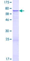 Human FAM20B Protein (Recombinant GST)