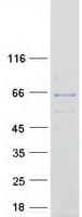 Human MON1B Protein (Recombinant Myc-DDK (Flag))