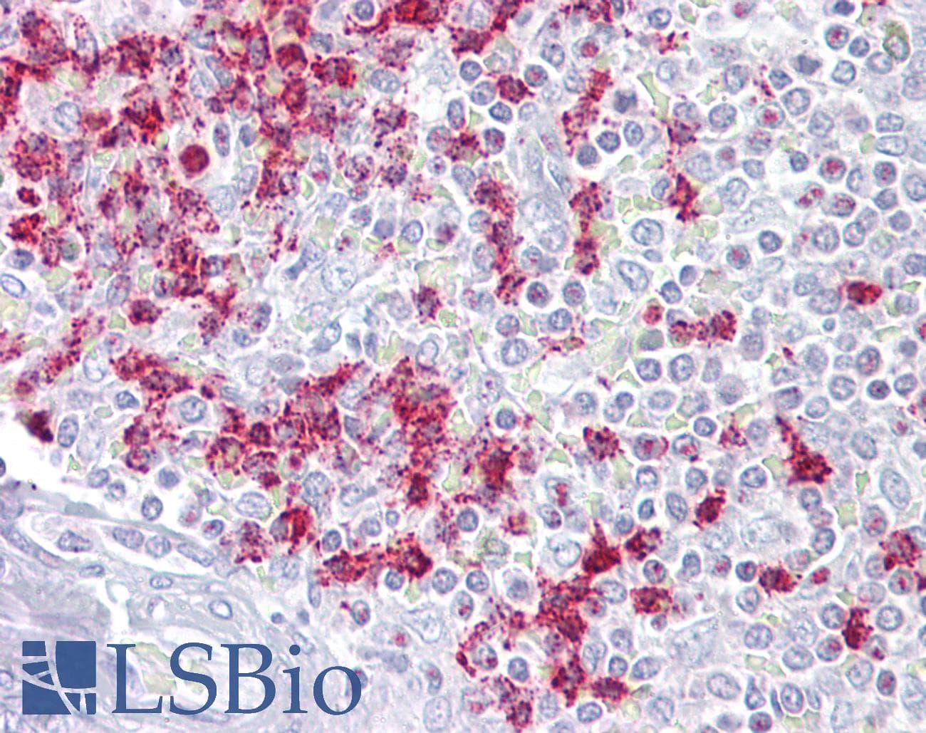 RGS2 Antibody (aa51-100)