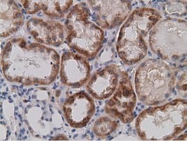 SDR9C7 Antibody (clone OTI4B5)
