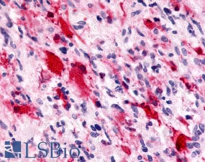 PathPlus™ GPR78 Antibody (C-Terminus)