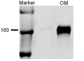 SLC12A1 / NKCC2 Antibody (aa33-55, Biotin)