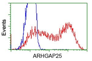 IHC-plus™ ARHGAP25 Antibody (clone 12G4)