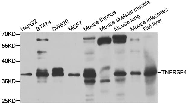 TNFRSF4 / CD134 / OX40 Antibody
