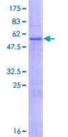 Human NUDT13 Protein (Recombinant GST)