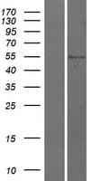 CDS1 Protein (Over-Expression Lysate Myc-DDK (Flag))