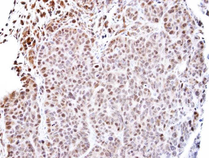 TEAD4 Antibody (aa1-260)