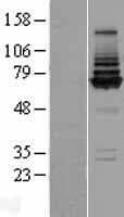 COG8 Protein (Over-Expression Lysate Myc-DDK (Flag))