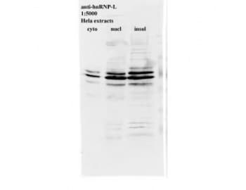 HNRNPL / hnRNP L Antibody (clone 4D11)