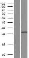 CLEC1B / CLEC-2 Protein (Over-Expression Lysate Myc-DDK (Flag))