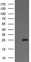 VTI1A Antibody (clone OTI1F4)