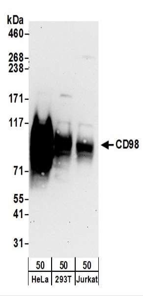SLC3A2 / CD98 Heavy Chain Antibody (aa580-630)