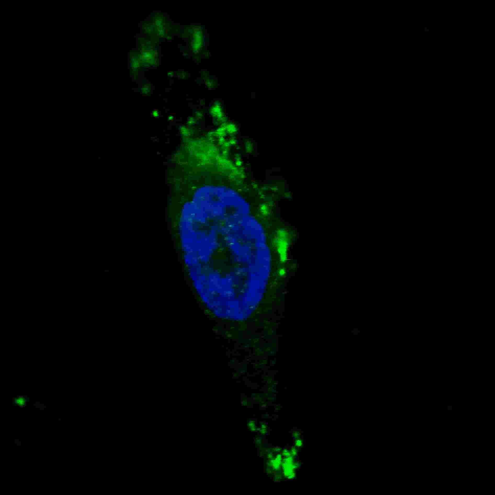 Polyclonal Rabbit anti-Human APG12 / ATG12 Antibody (aa1-30, IHC, IF, WB)