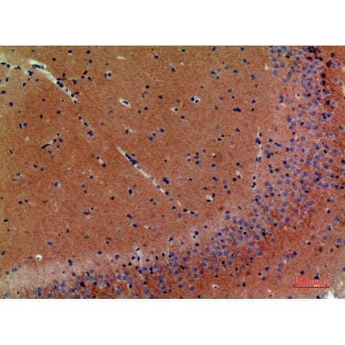 NRG3 Antibody (311-360 aa, Internal)