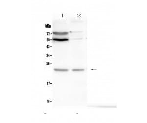 LMO2 Antibody
