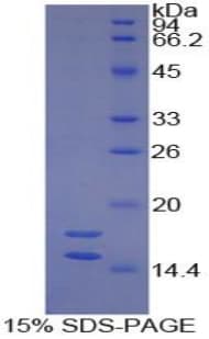 Guinea pig IL1A / IL-1 Alpha Protein (Recombinant His-S)