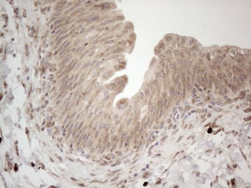 RBMS1 Antibody (clone OTI2H1)