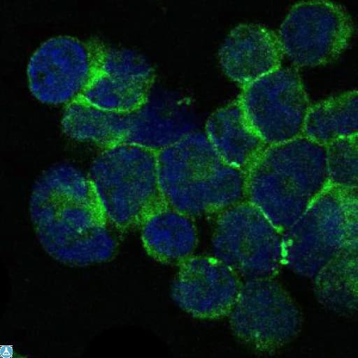 Monoclonal Mouse anti-Human ITK / EMT Antibody (IF, WB)