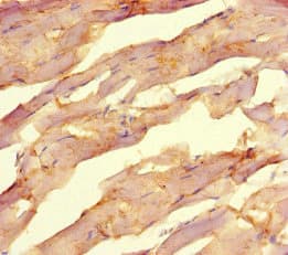 NR1H2 / LXR Beta Antibody