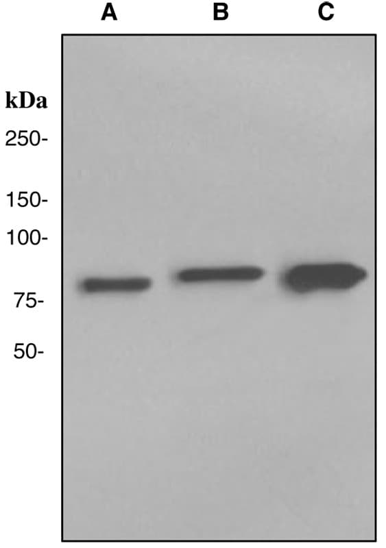 IHC-plus™ TGM2 / Transglutaminase 2 Antibody (Internal, clone EP2957)