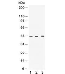 VEGFD Antibody