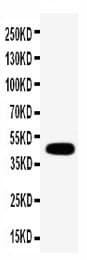 GJC1 / CX45 / Connexin 45 Antibody (aa308-322)