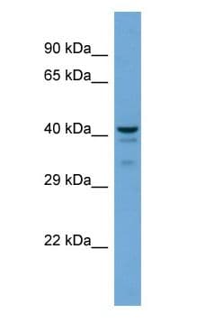 PTGES2 Antibody (aa56-105)