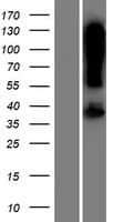 ARRDC5 Protein (Over-Expression Lysate Myc-DDK (Flag))