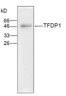 TFDP1 Antibody