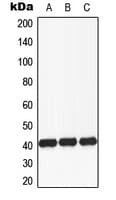 FUT3 Antibody (Internal)