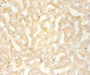 BLC / CXCL13 Antibody