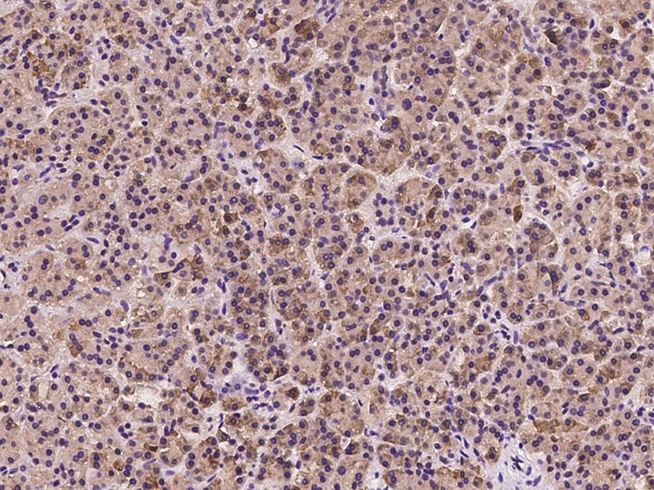 AIMP1 / EMAP II Antibody (Preservative Free)