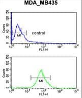 LUZP1 Antibody (aa1042-1070)