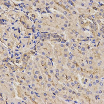 AXIN2 / Axin 2 Antibody