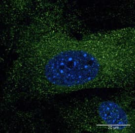 Polyclonal Goat anti-Human EEA1 Antibody (C-Terminus, IF, WB)