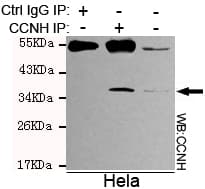 CCNH / Cyclin H Antibody