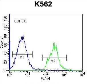 Polyclonal Rabbit anti-Human HIST1H2BL Antibody (aa1-30, WB)