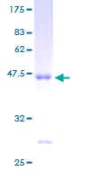 Human ARF4 Protein (Recombinant GST)