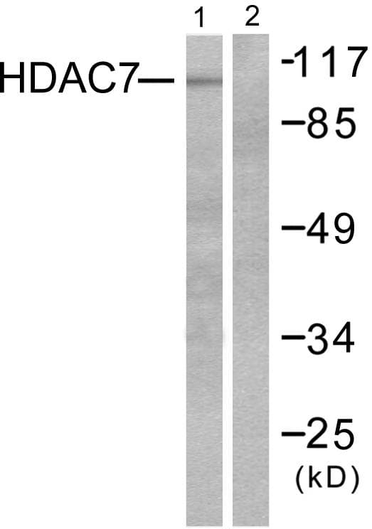 HDAC7 Antibody