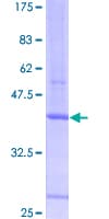 Human PDCD7 Protein (Recombinant GST)