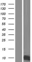 GCHFR Protein (Over-Expression Lysate Myc-DDK (Flag))